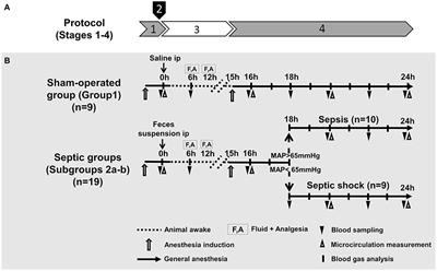 A Porcine Sepsis Model With Numerical Scoring for Early Prediction of Severity